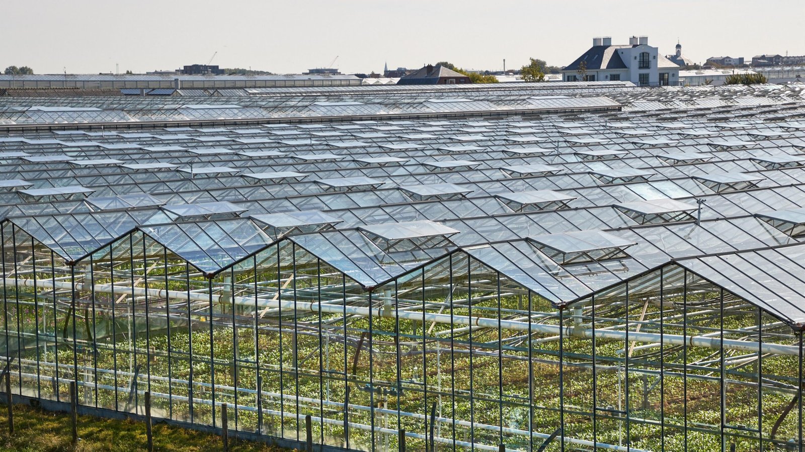 摄图网_378254879_荷兰大面积的温室大棚(非企业商用)