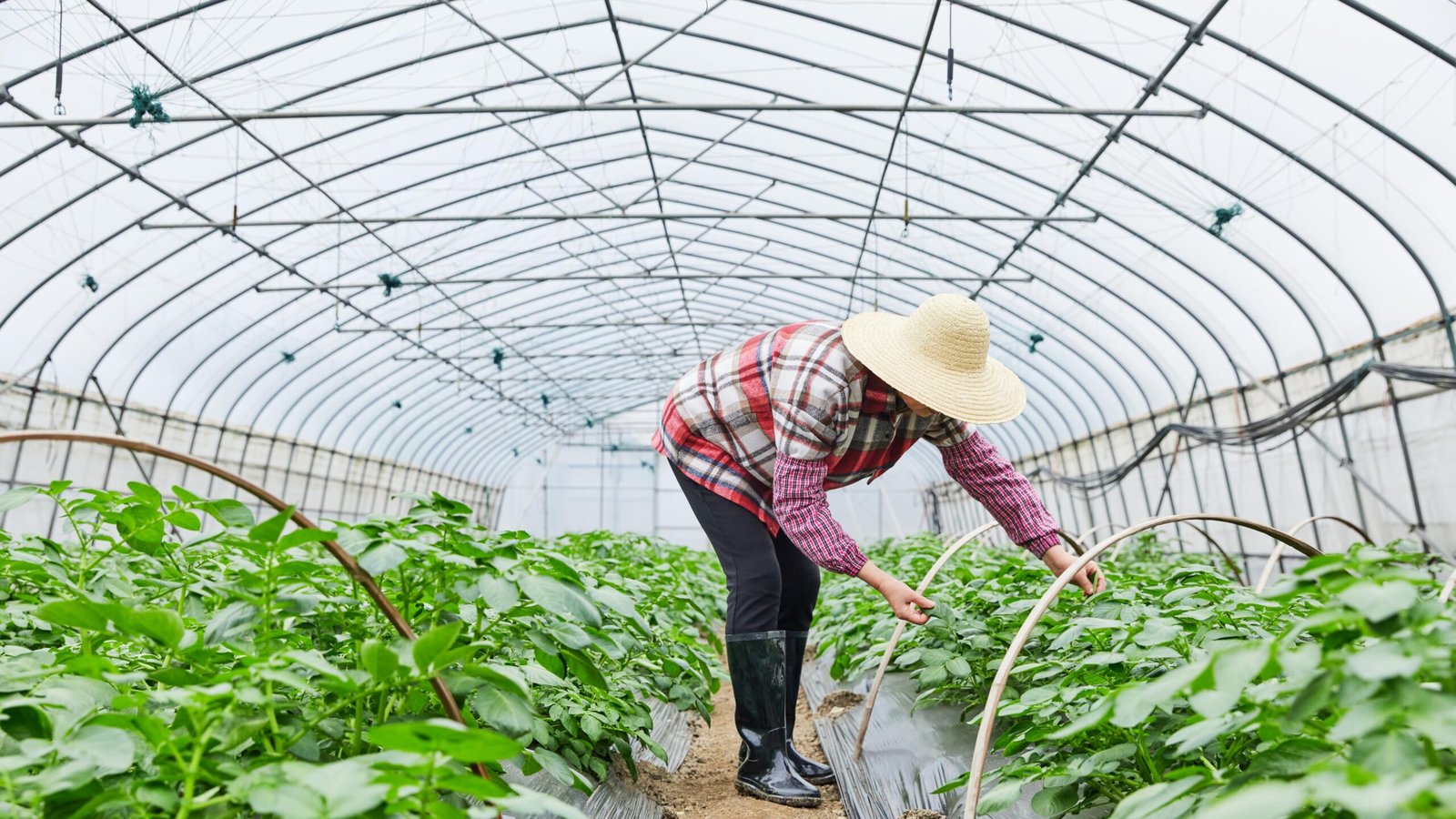 摄图网_501735294_农民蔬菜大棚劳作形象(非企业商用)
