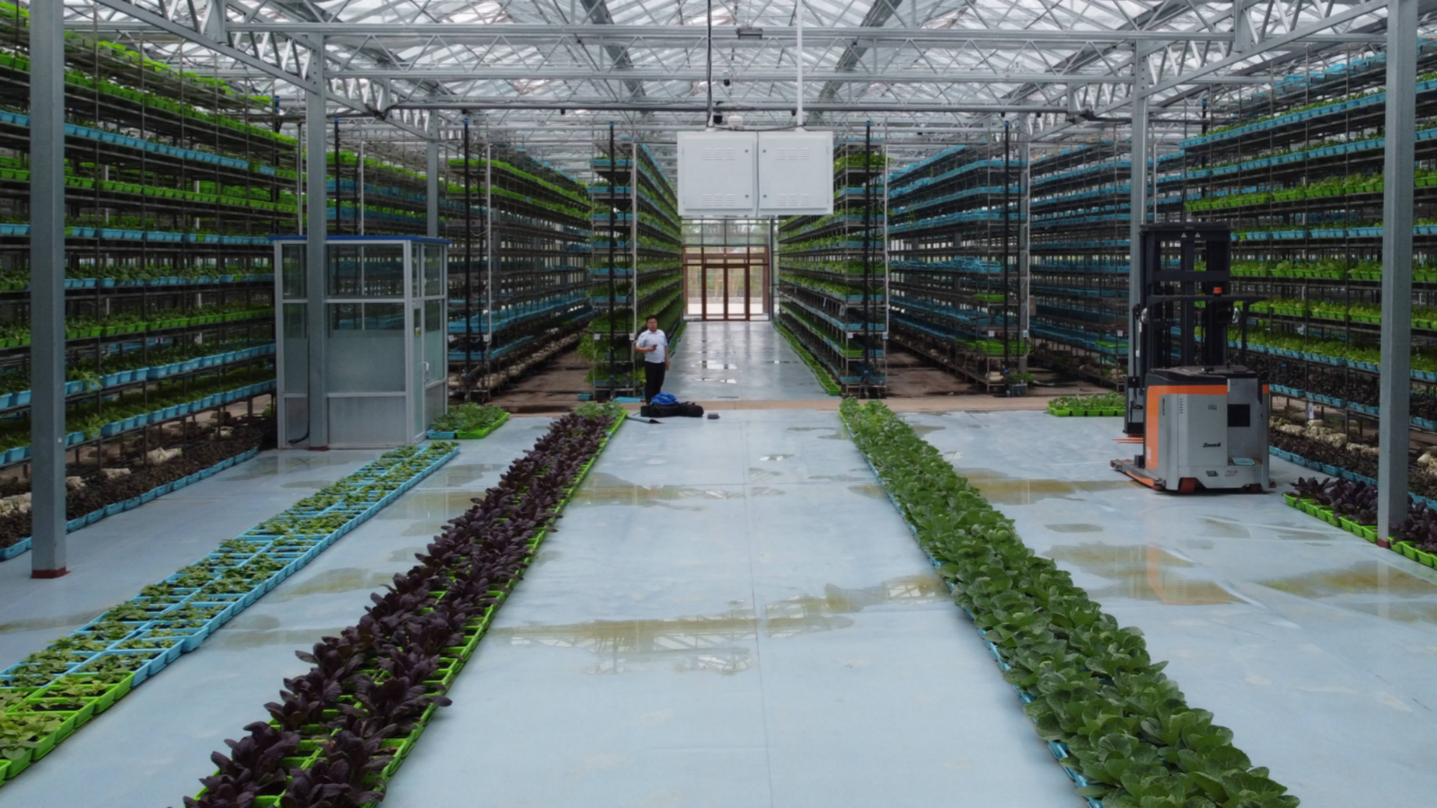 Uneven span greenhouse interior
