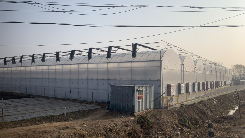 Multi-span film greenhouse