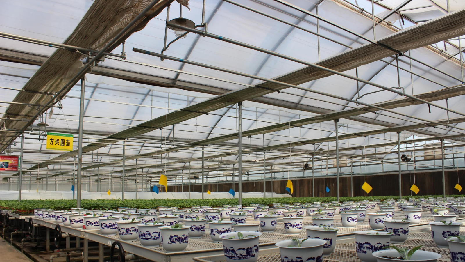 Multi-Span Film Greenhouses