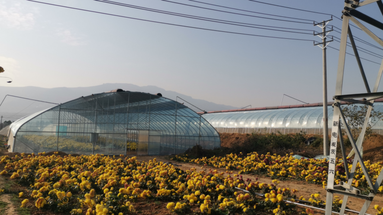 Tunnel Greenhouse