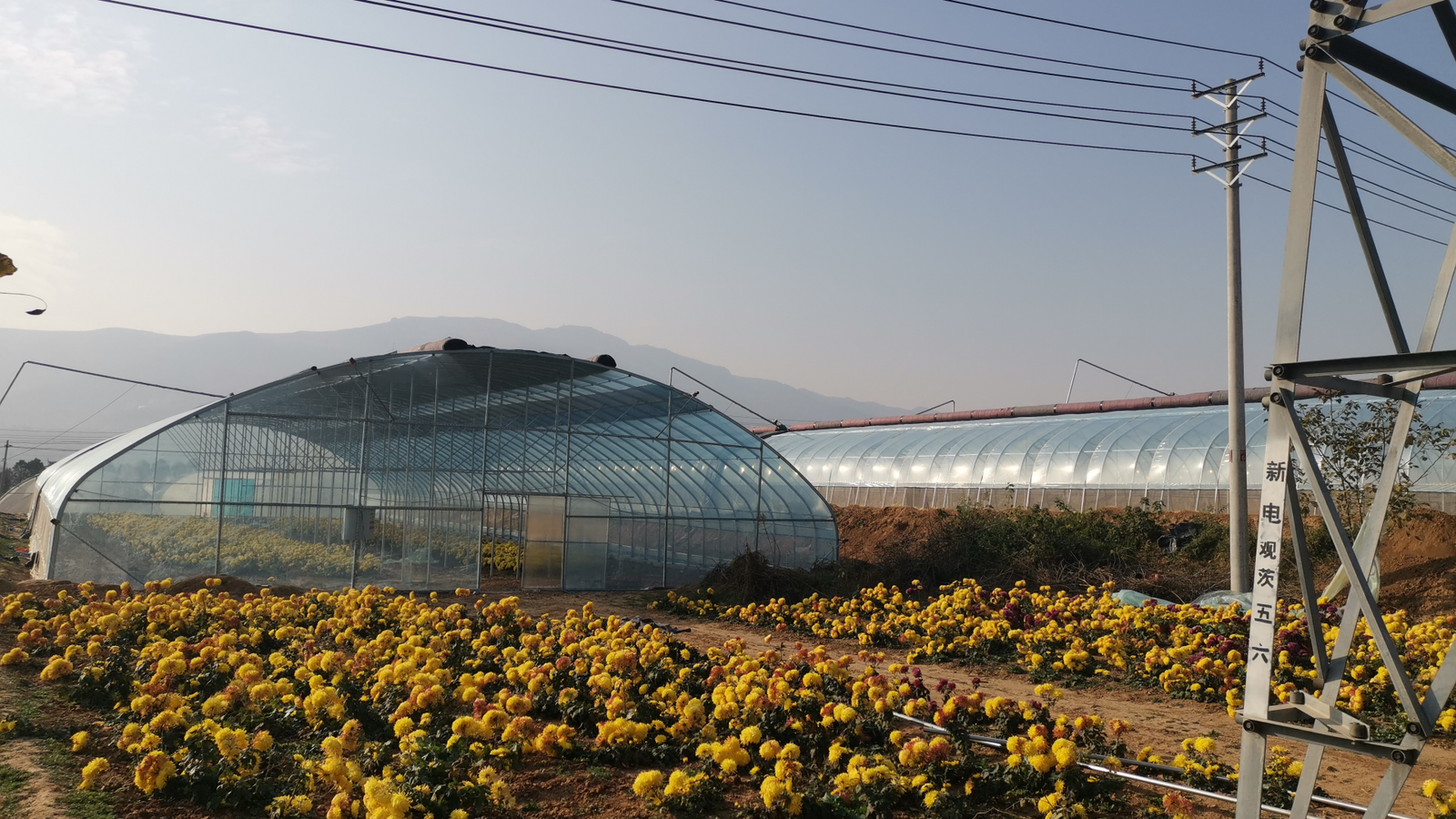 Tunnel Greenhouse