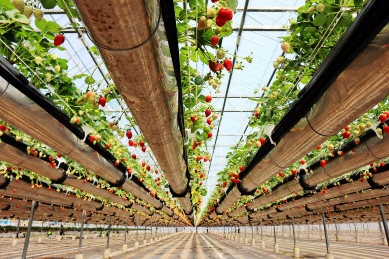 Airborne Strawberry Greenhouse