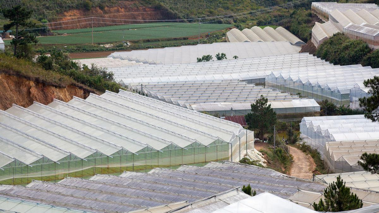 uneven span greenhouse