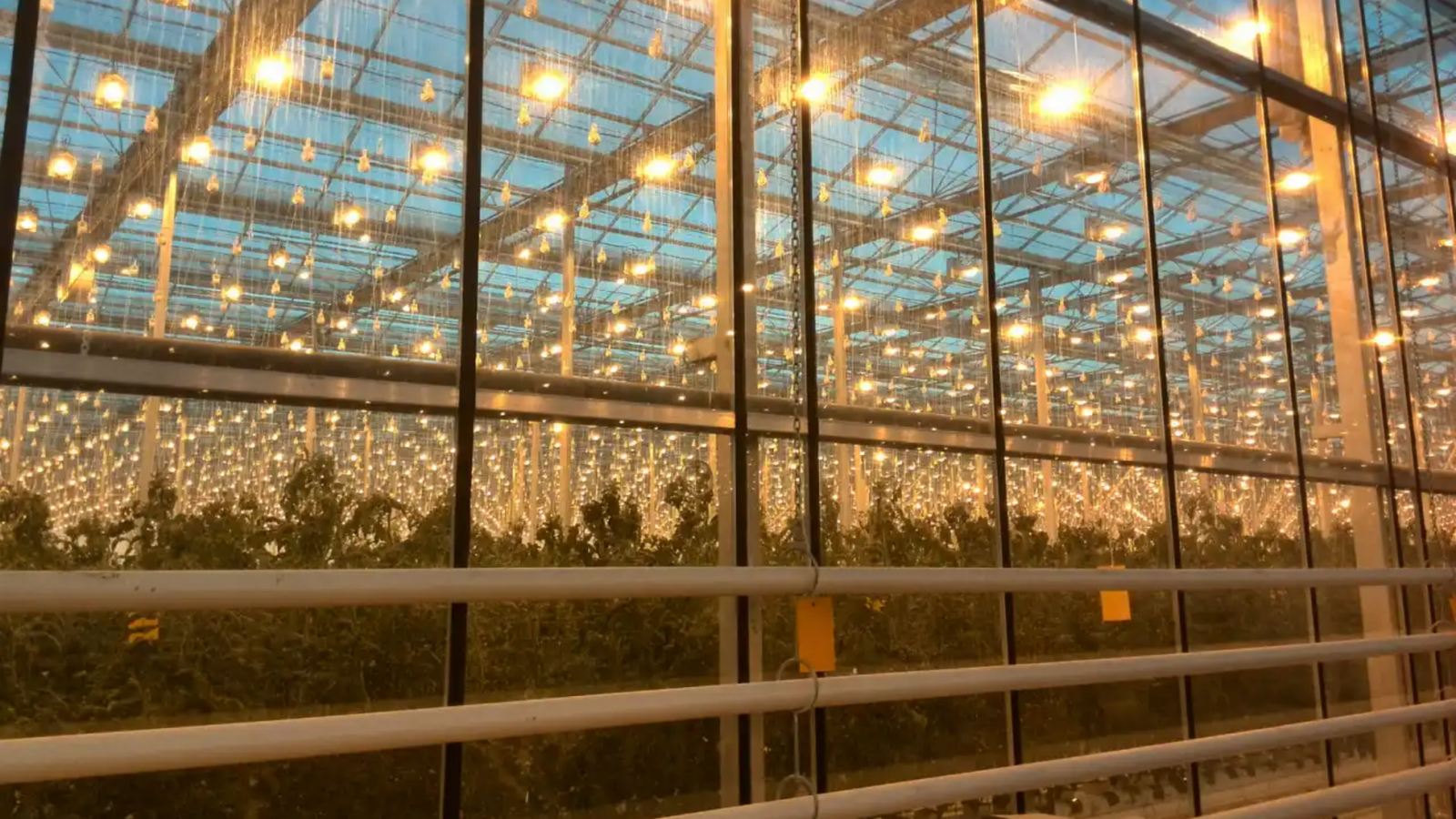 LED Plant Lighting Technology
