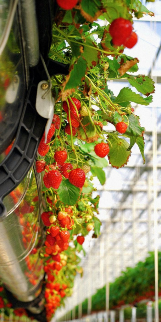 Airborne Strawberry Greenhouse