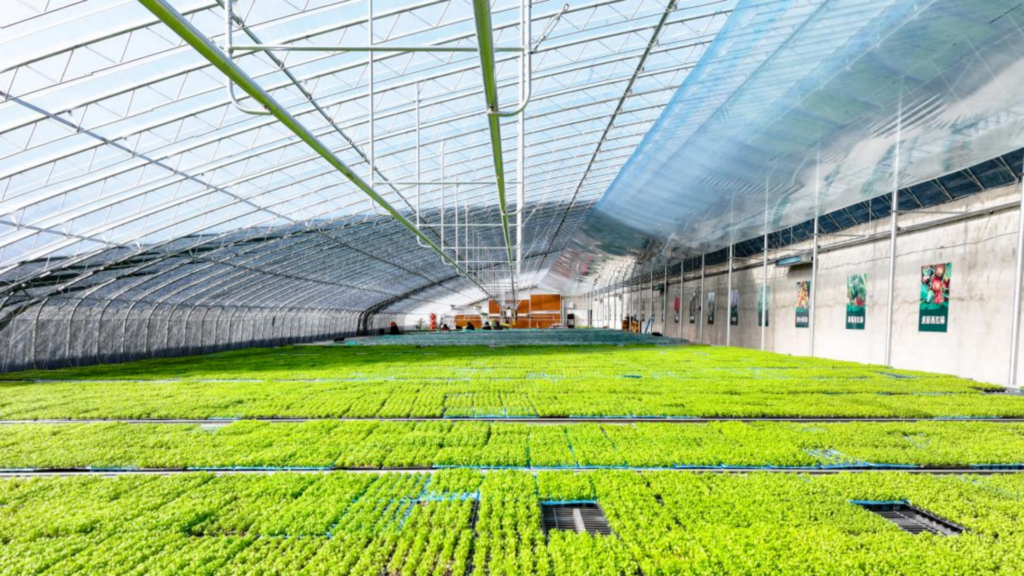 Greenhouse