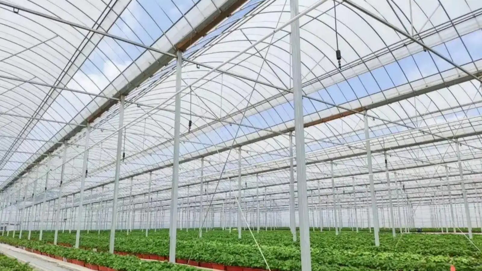 Multi-span film greenhouse
