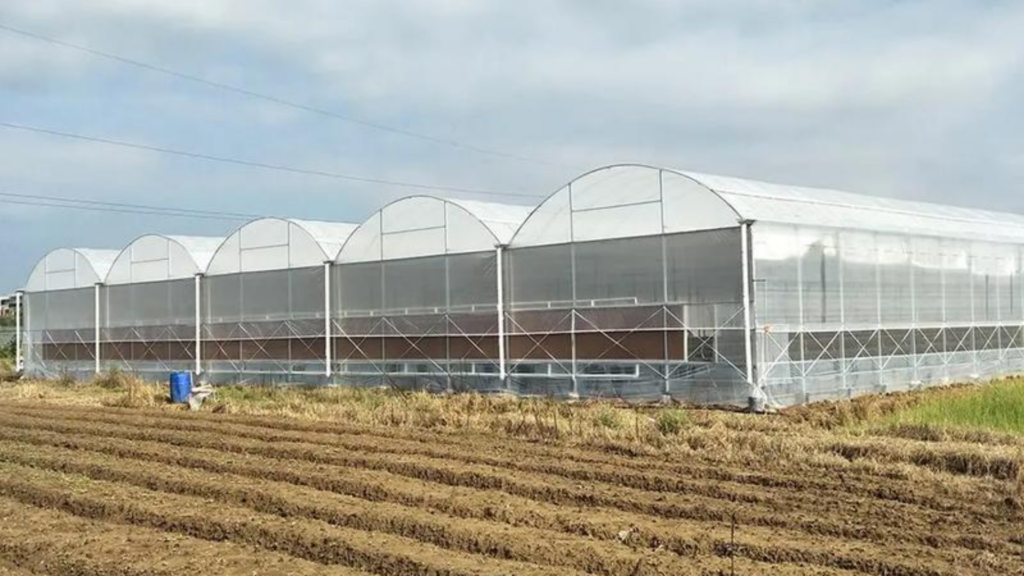 Multi-span film greenhouse