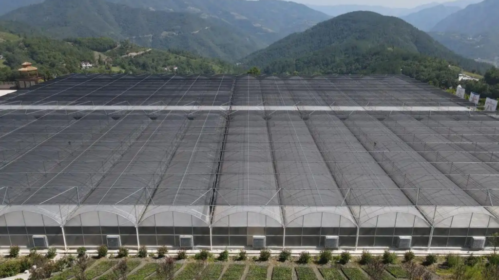 Multi-span film greenhouse