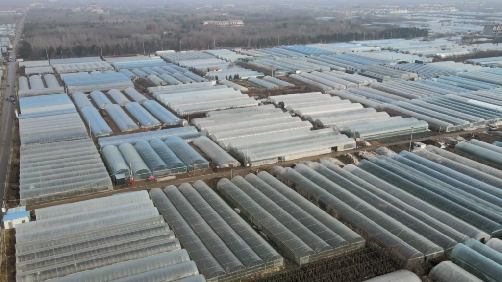 Multi-Span Film Greenhouses