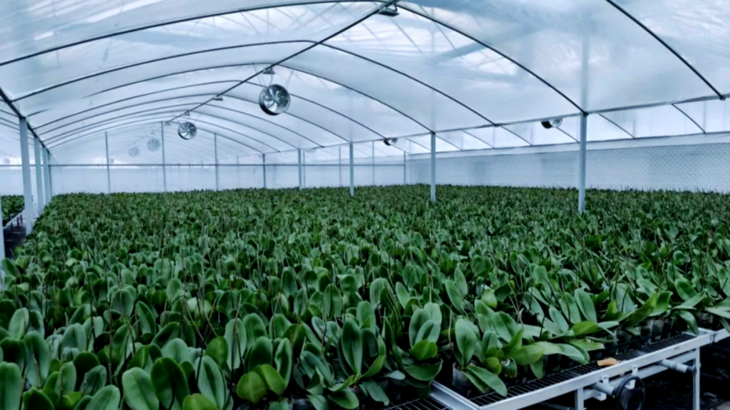 Multi-span film greenhouse