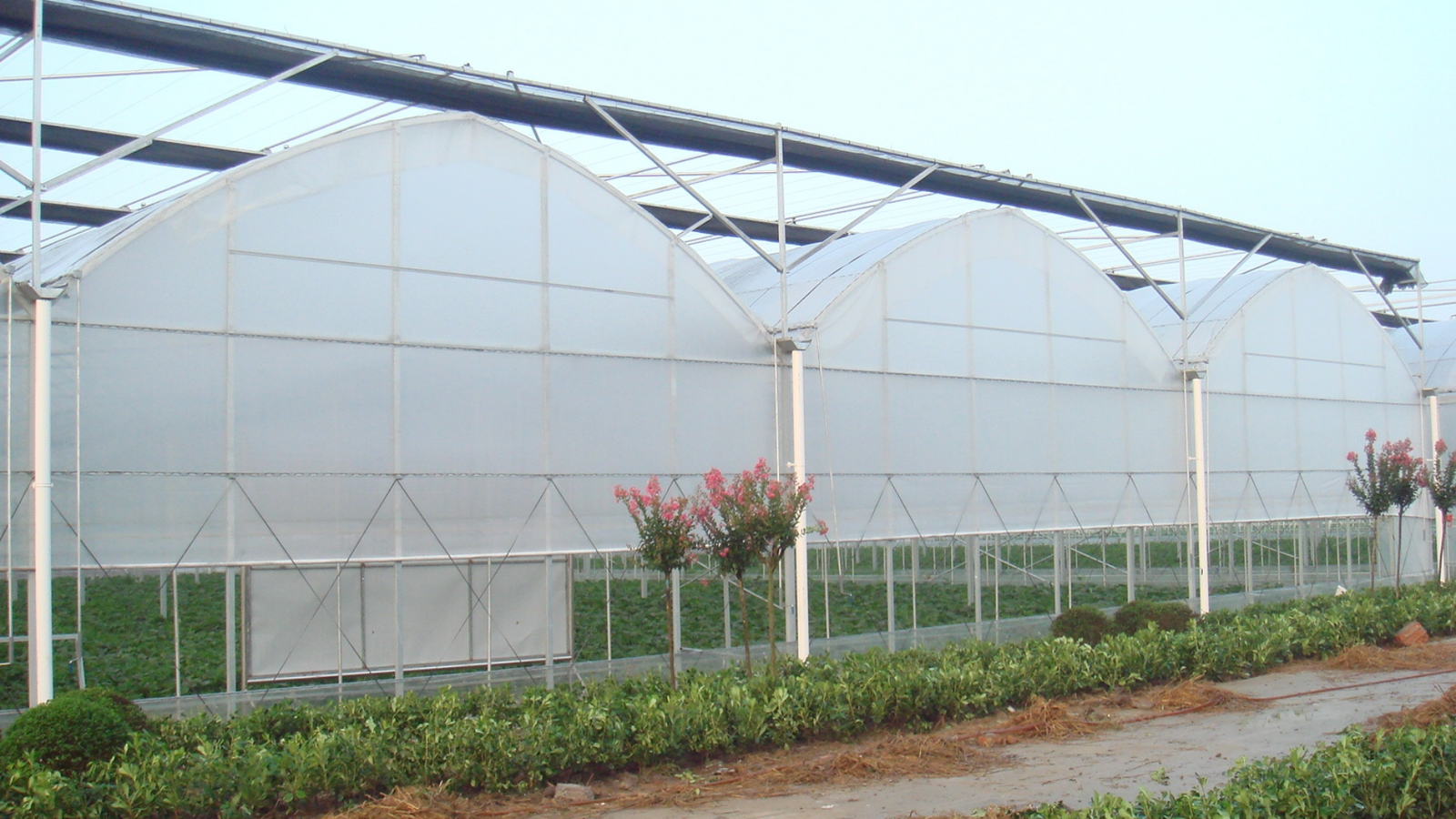 Multi-Span Film Greenhouses