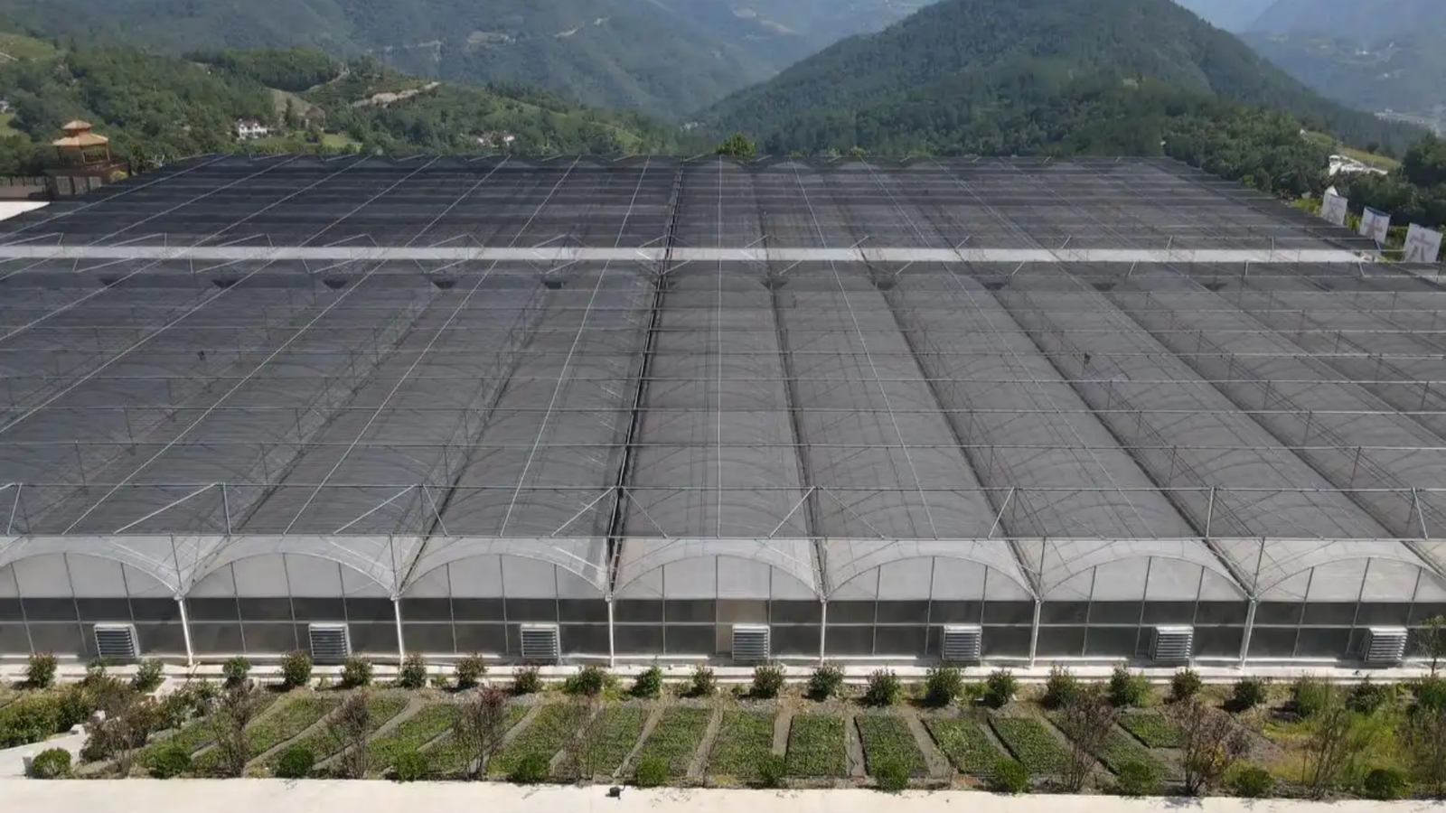 Multi-Span Film Greenhouses