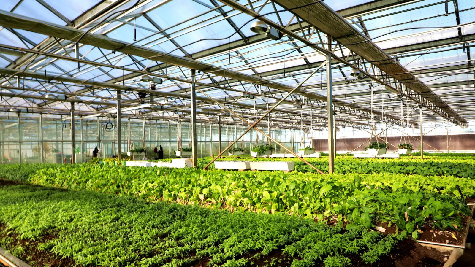 Greenhouse vegetables