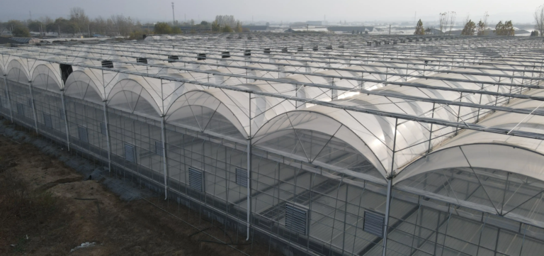 Multi-span film greenhouse