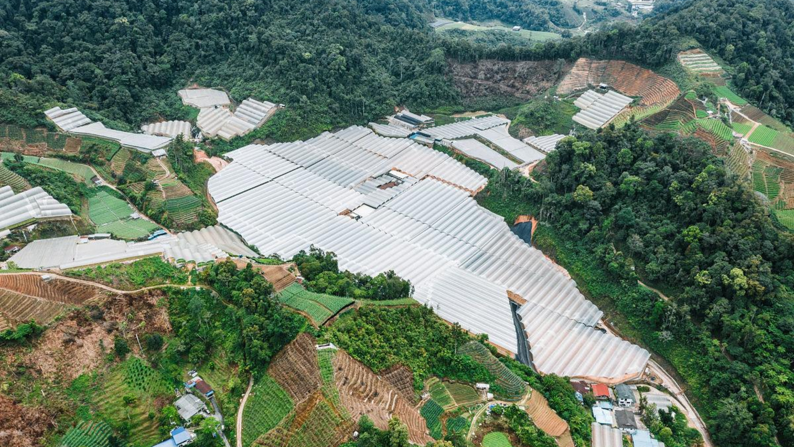 uneven span greenhouse