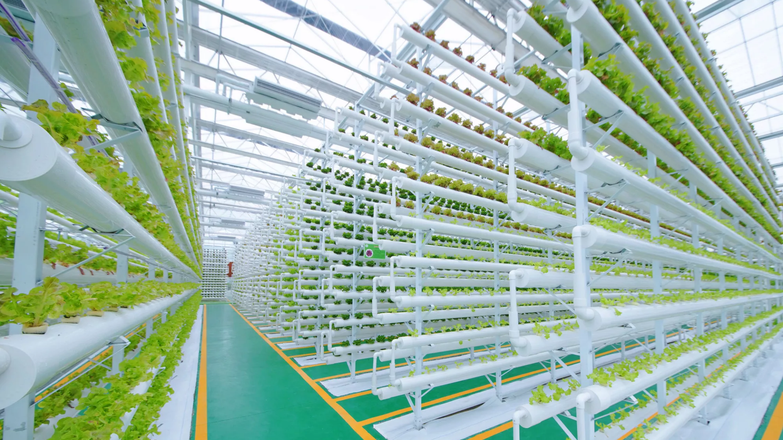 Hydroponic greenhouse