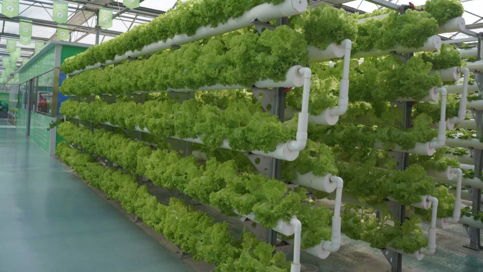 Hydroponic greenhouse