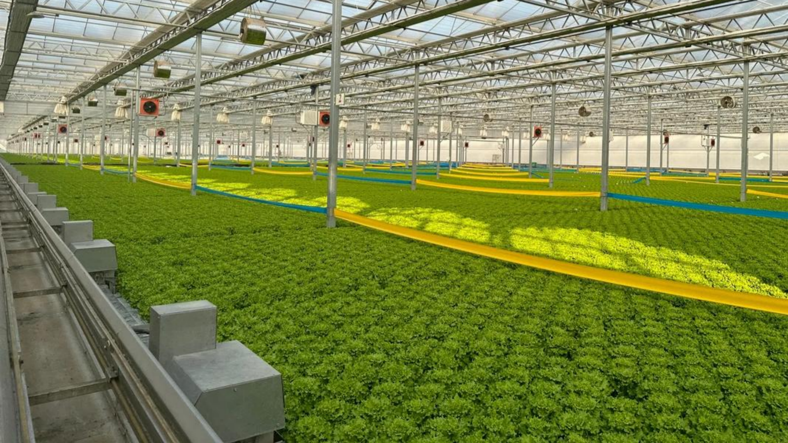 Hydroponic greenhouse