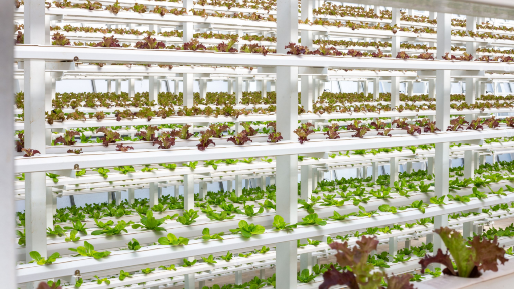 Hydroponic greenhouse