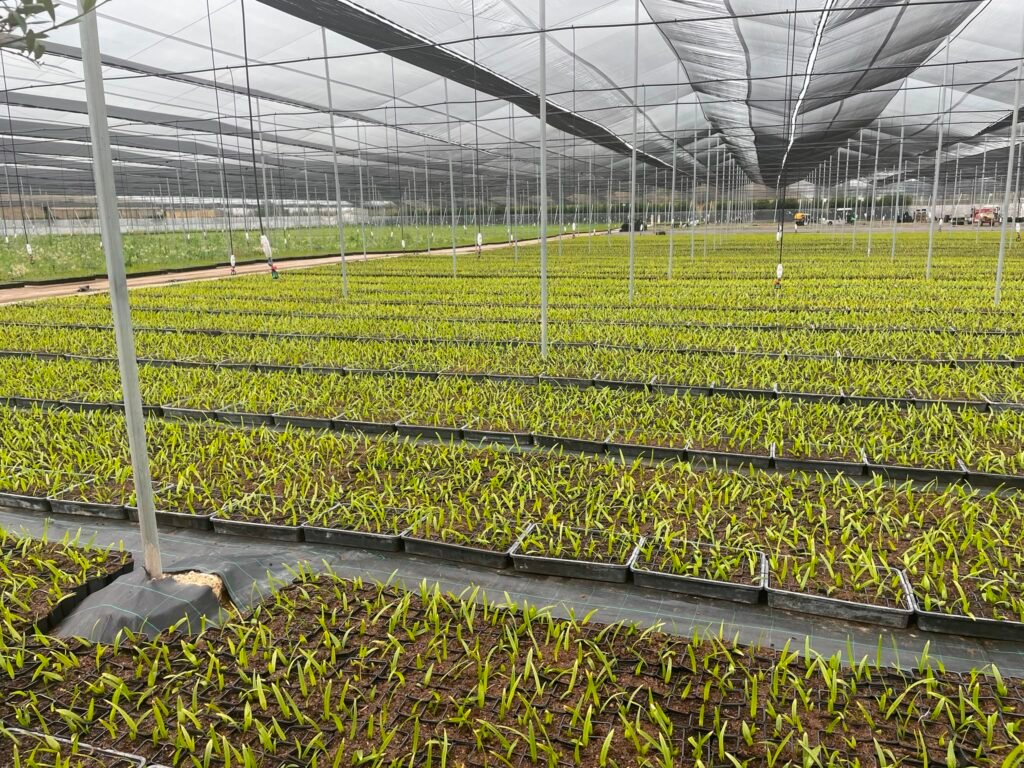 Net House Greenhouse