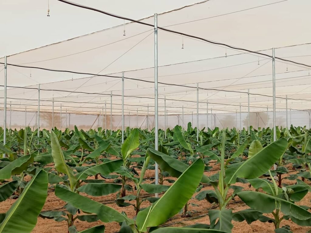 Net House Greenhouse