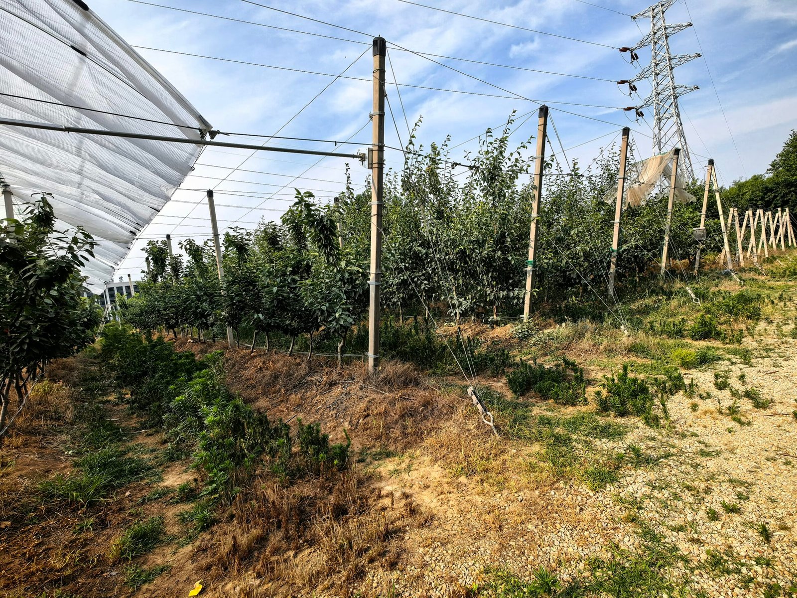 Anti-Hail Net
