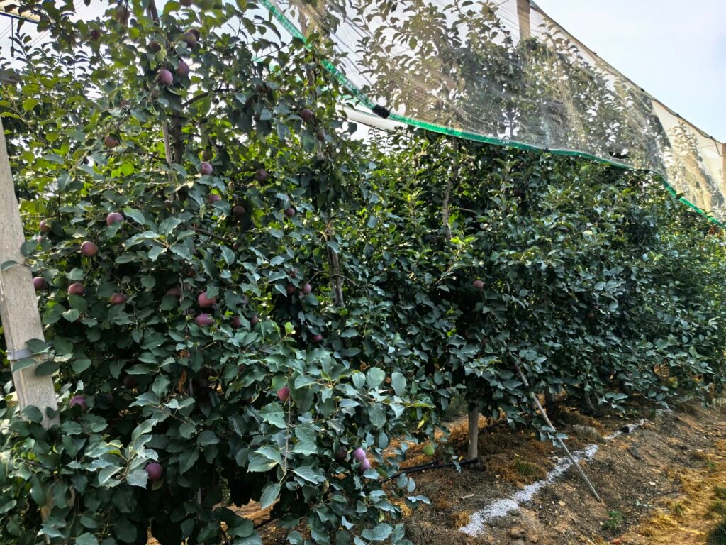 Anti-Hail Net