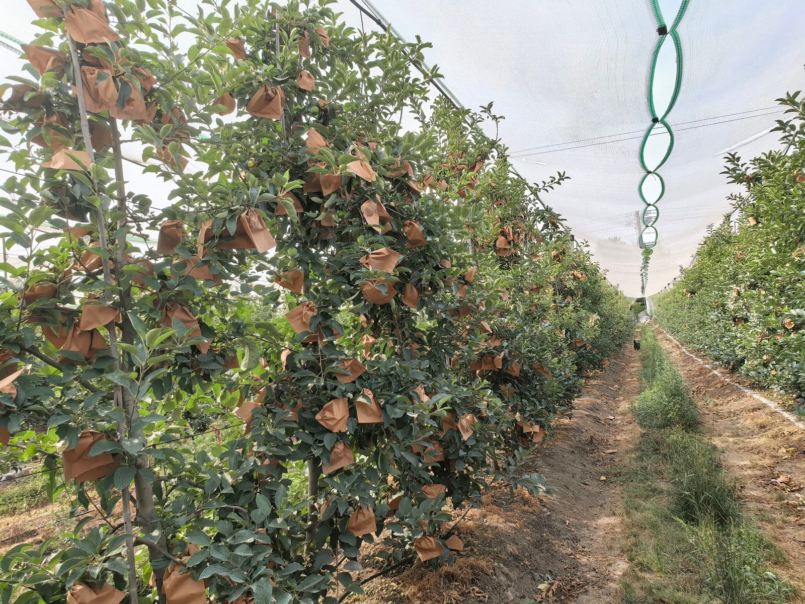 Anti-Hail Net