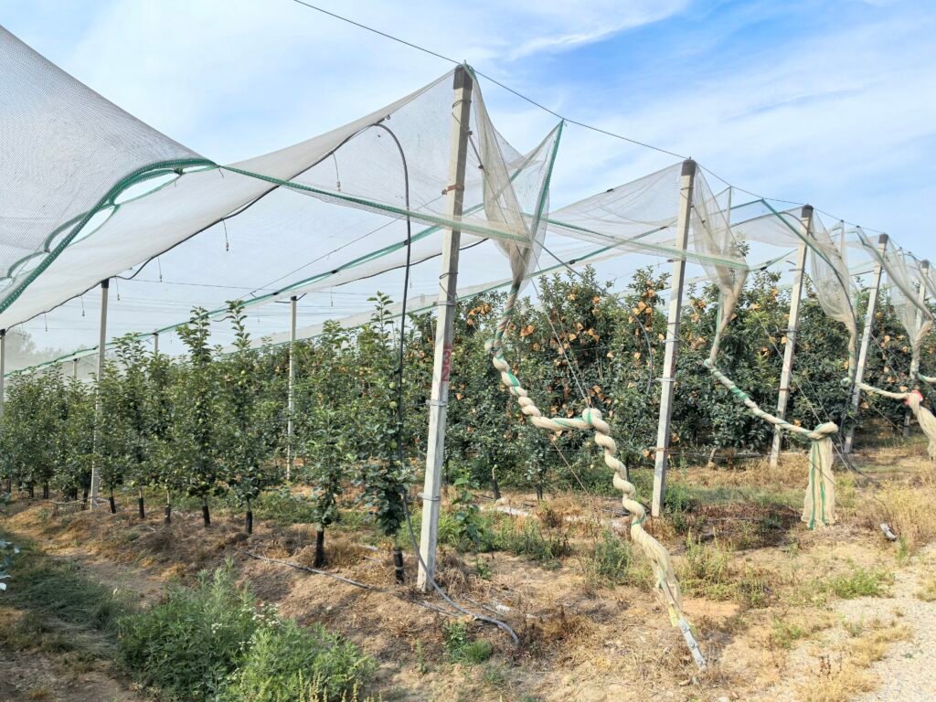 Anti-Hail Net