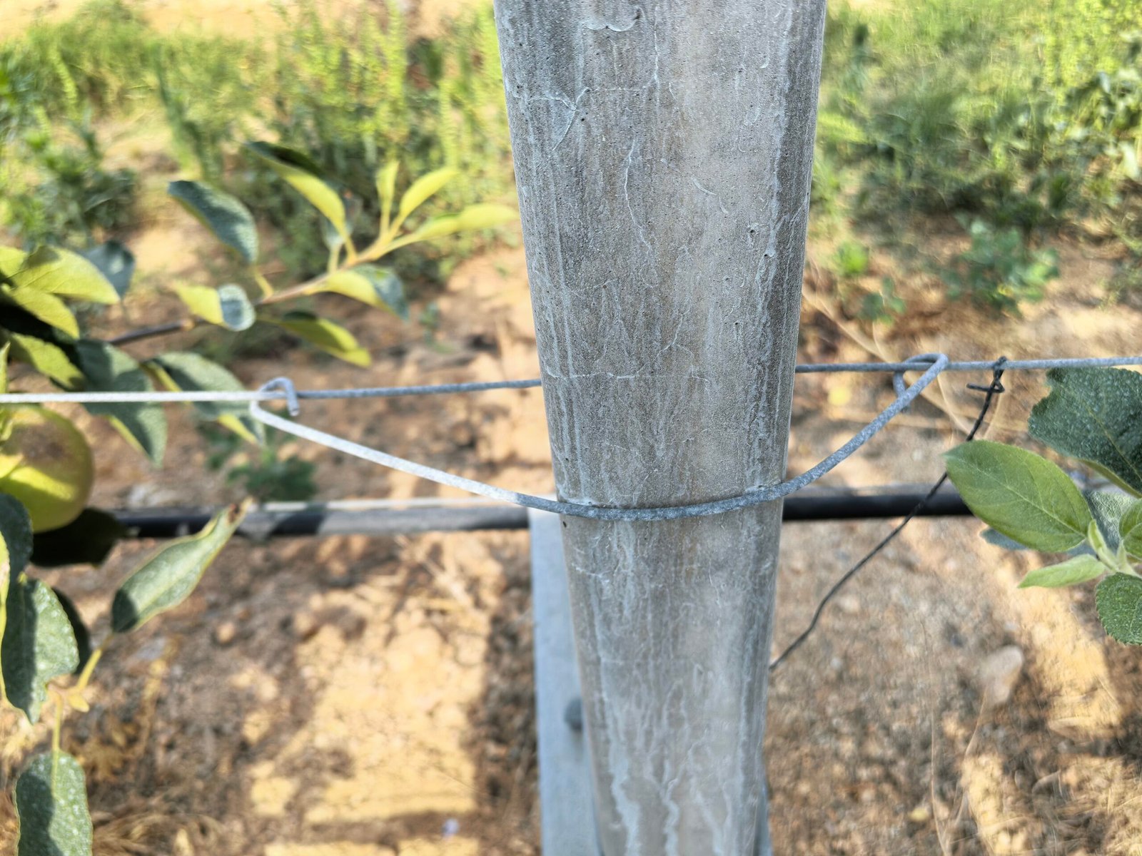 Anti-Hail Net