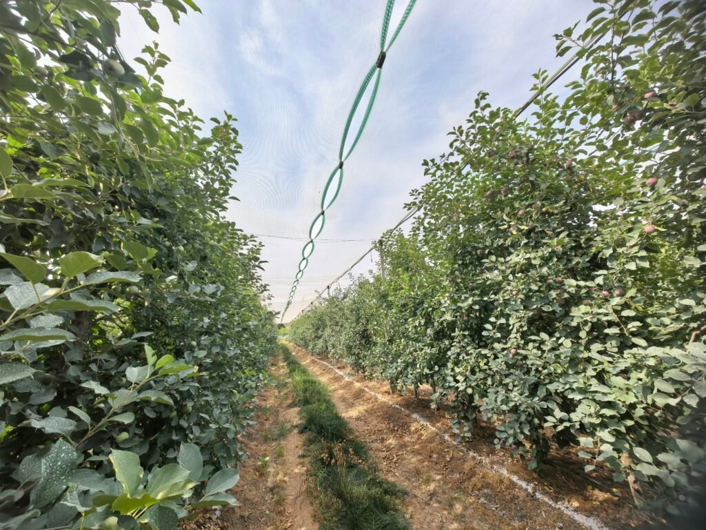 Anti-Hail Net