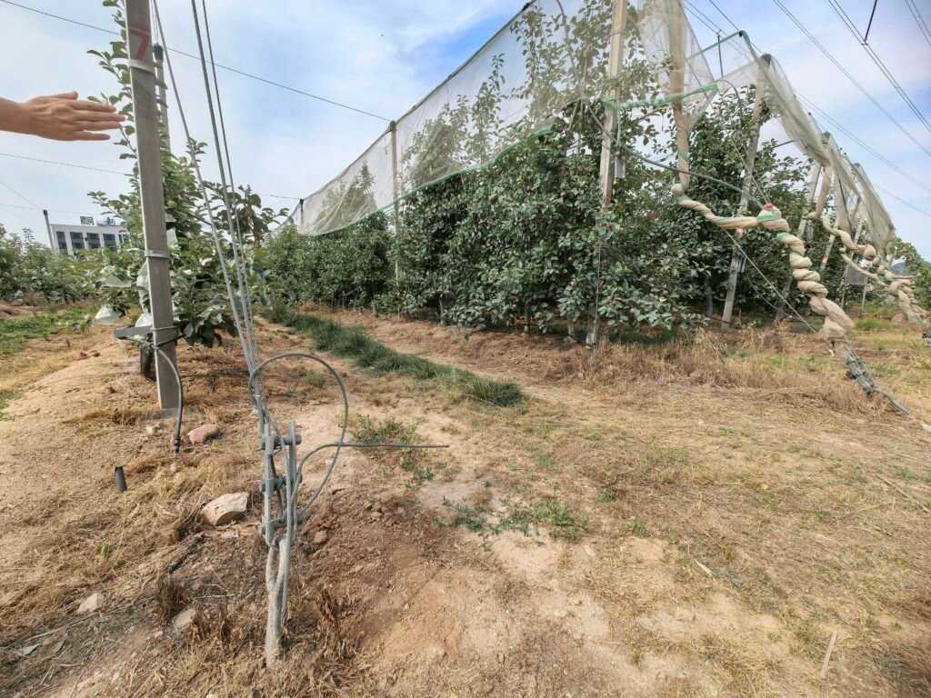 Anti-Hail Net