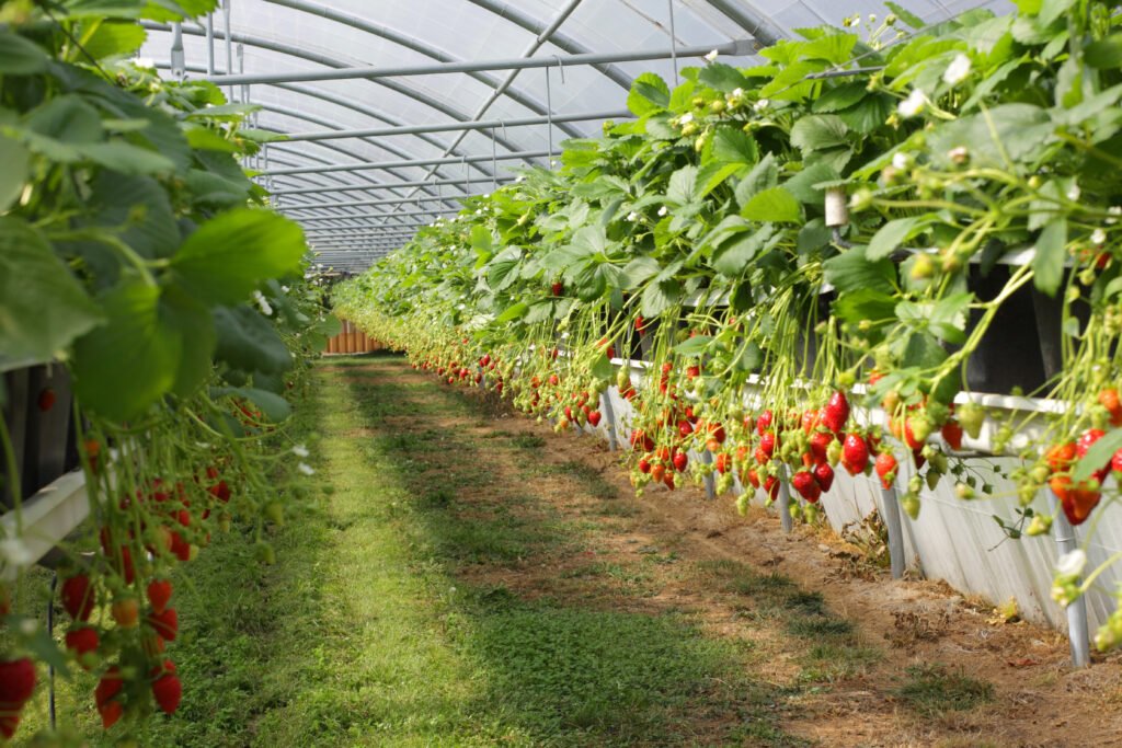 Greenhouse
