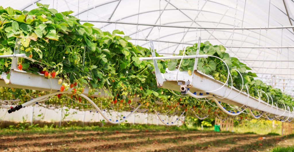 Greenhouse