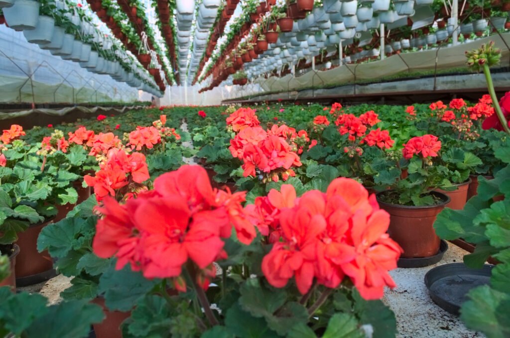 Greenhouse