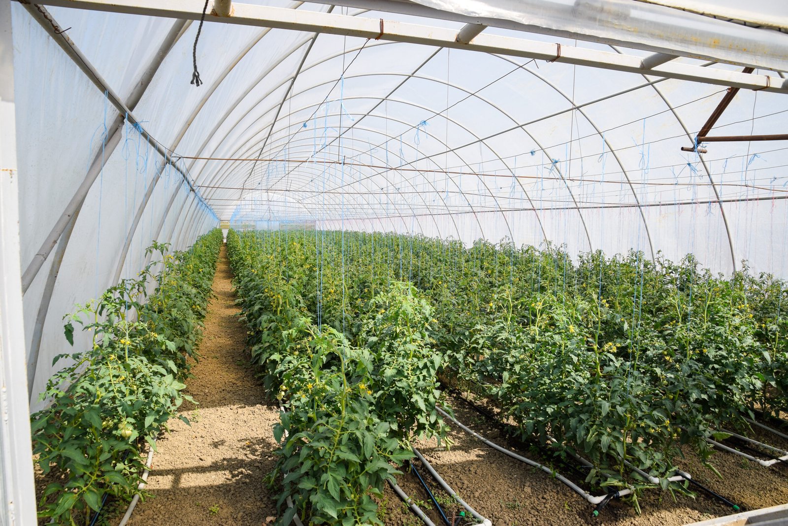 Greenhouse Covering System