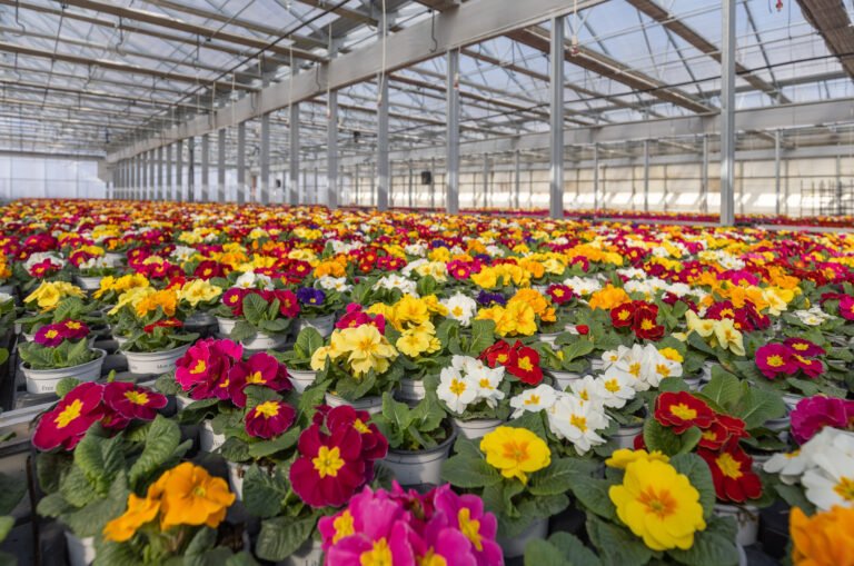Colorful small potted flowers Primrose