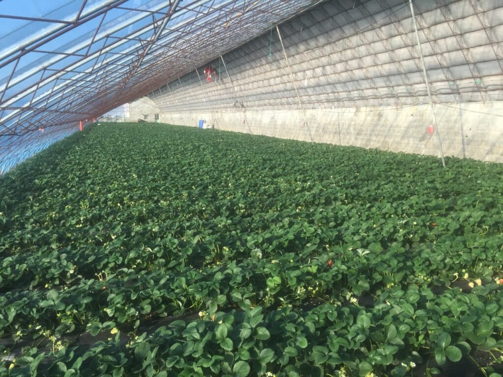 Greenhouse