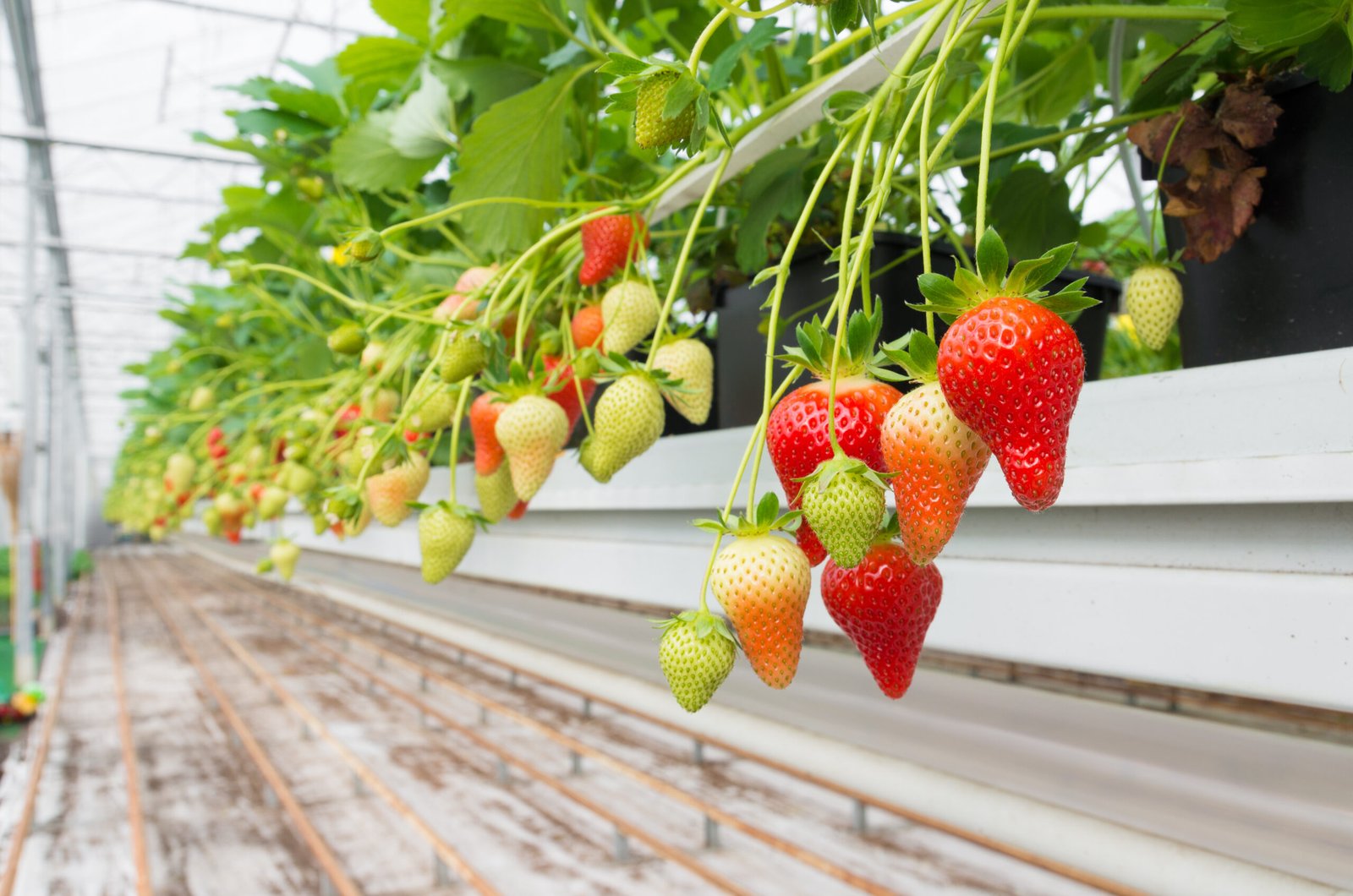 cultivation of strawberries in a commercial greenhouse