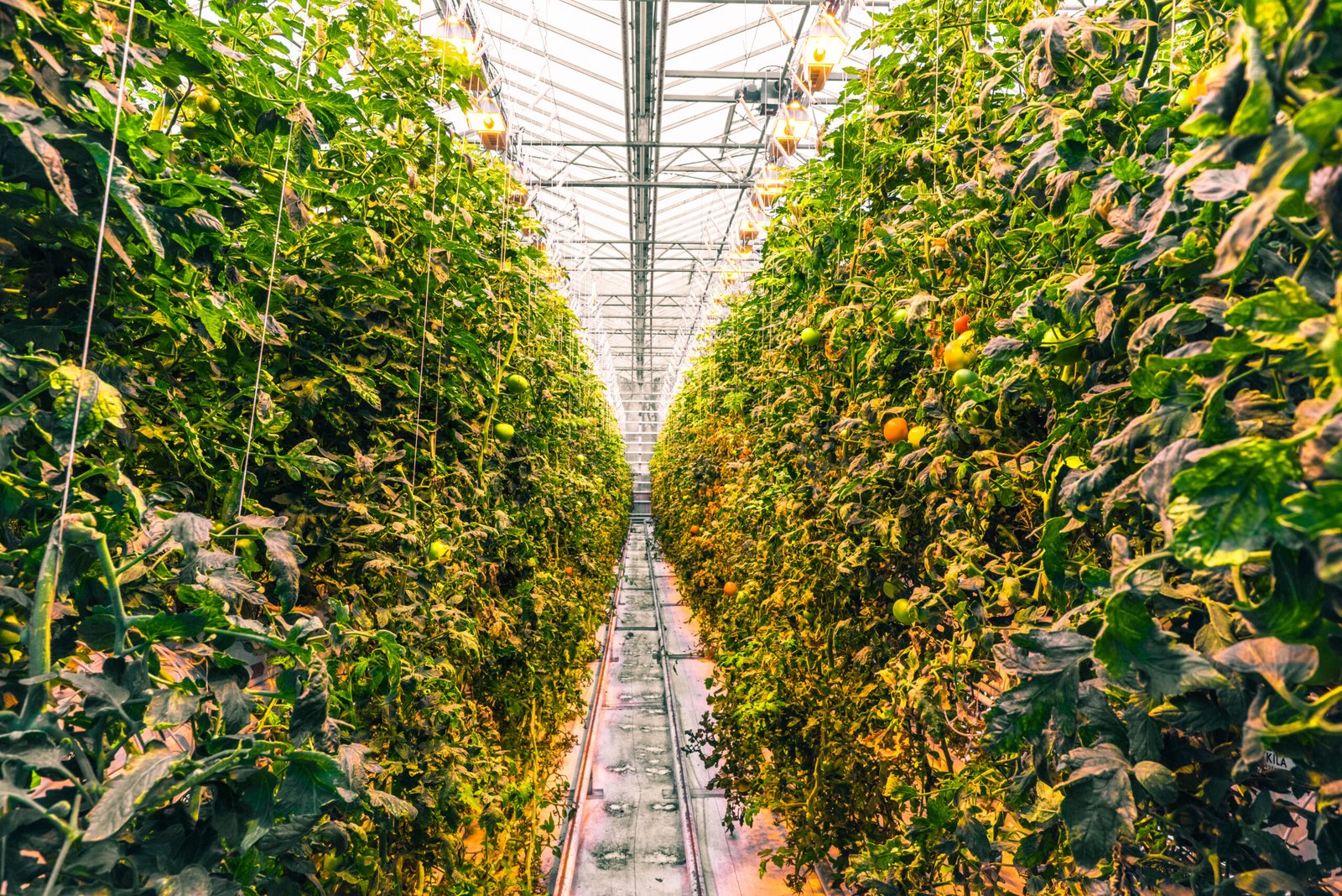 Tomato plants in a large cultivated greenhouse