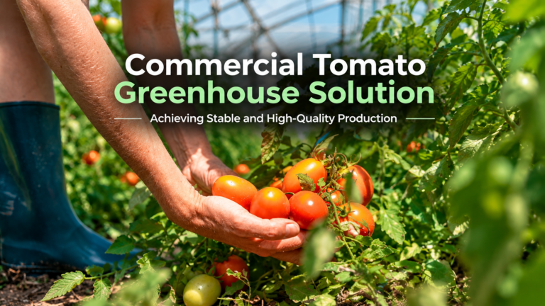 Commercial Tomato Greenhouse
