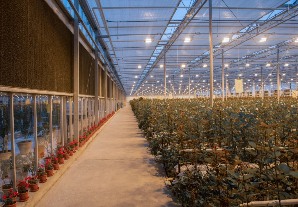 Greenhouse interior with cooling wall