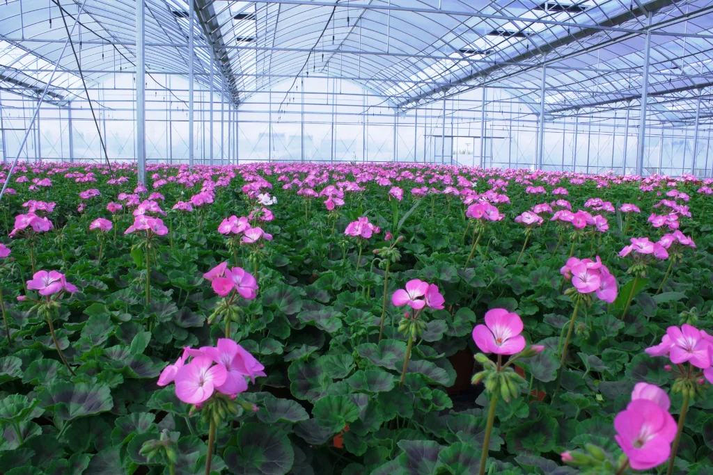 Greenhouse structure