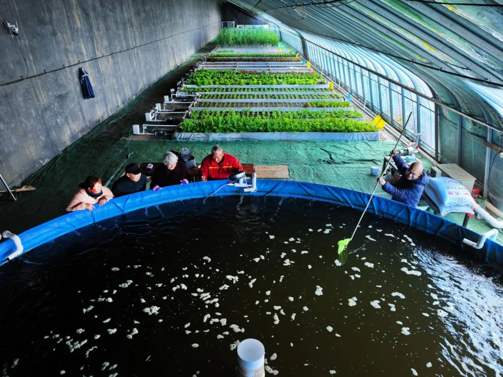 Aquaponic greenhouse with fish tank and vegetable beds
